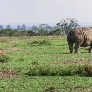 African Safaris