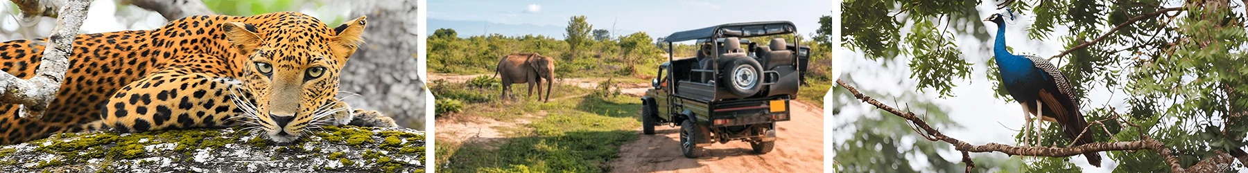 Sri Lanka Safari Odyssey: Nature’s Kingdom