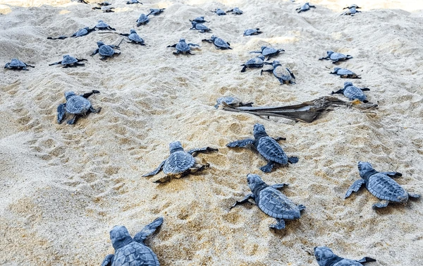 Sri Lanka Wildlife Holiday