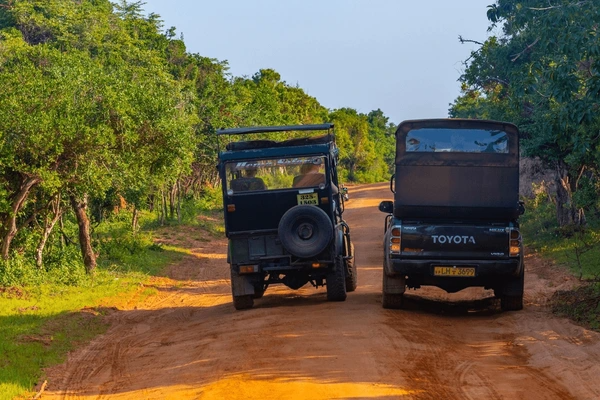 Yala Safari