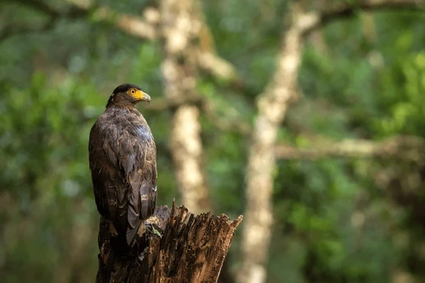 Sri Lanka Safari Odyssey: Nature’s Kingdom