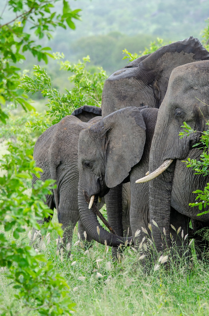 Escape to Kerala