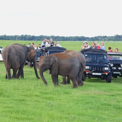 Sri Lanka Safari Odyssey: Nature’s Kingdom