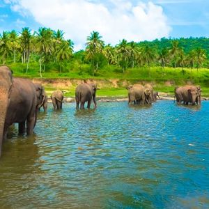 Cheapest Flight to Sri Lanka