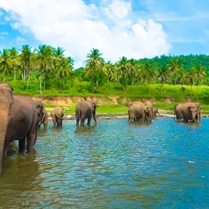 Sri Lanka Holiday Package