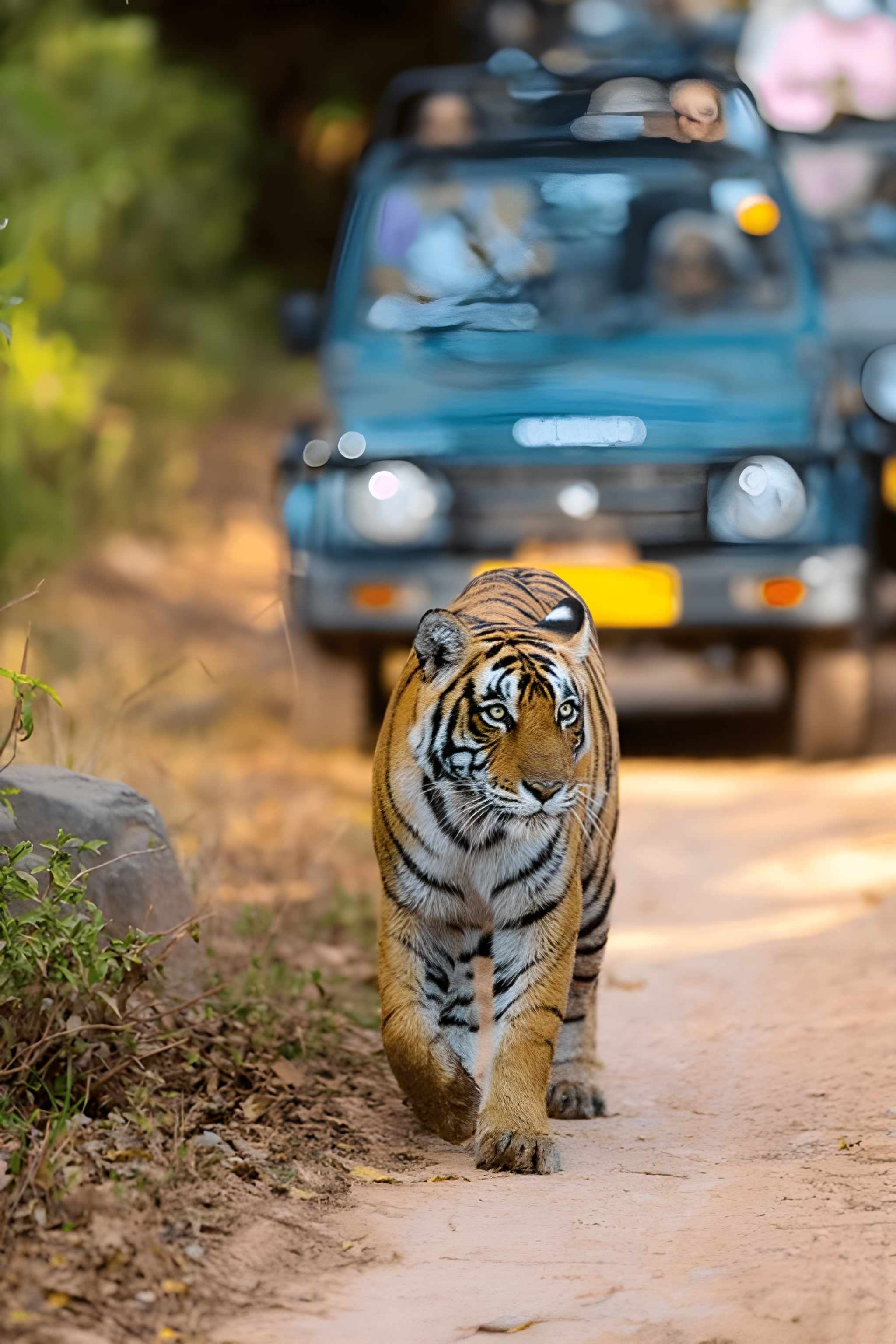 India Tiger Safari Package