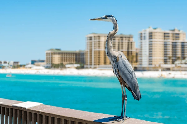 Caribbean Voyage with Tampa & NYC - 14 Nights
